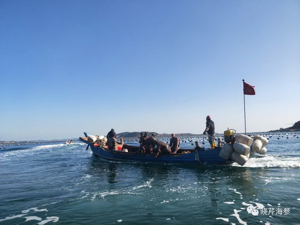 大連海參,曉芹海參,海參,海參捕撈,海參原產(chǎn)地,秋參.jpg